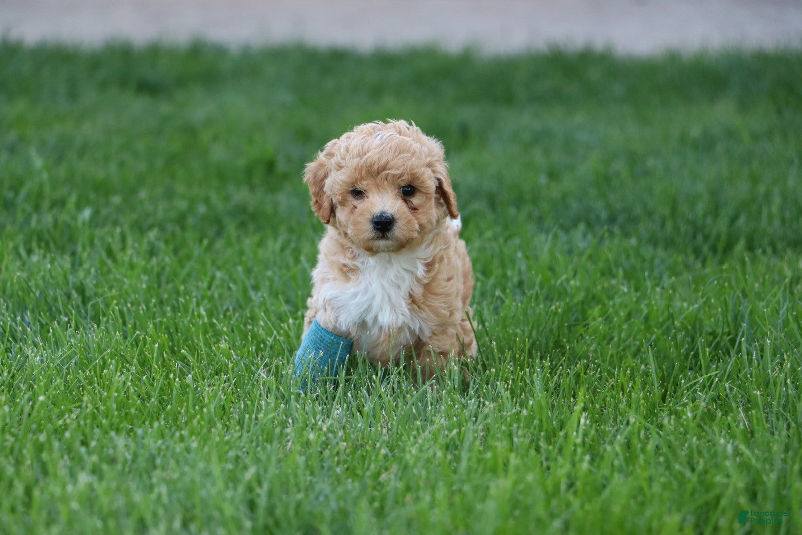 Mixed Breed dogs Buddy-Special Needs  - Ad 2