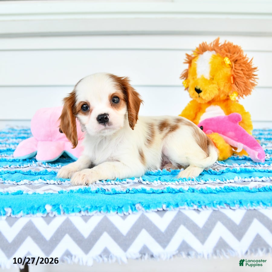 Cavalier King Charles Spaniel dogs for sale: Rhodes - Ad 2