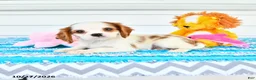 Cavalier King Charles Spaniel dogs for sale: Rhodes - Ad 2