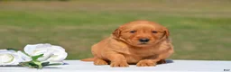 Golden Retriever dogs for sale: Sylvia - Ad 2