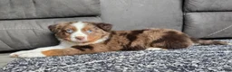 Australian Shepherd dogs for sale: Arnie - Ad 20