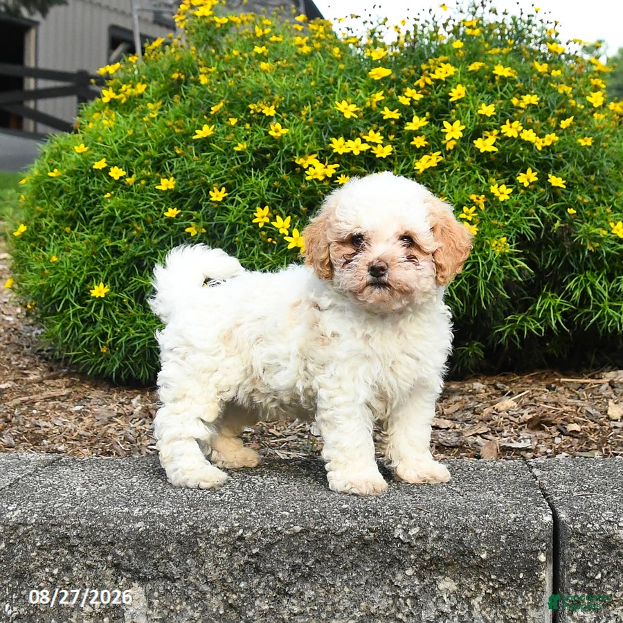 Havapoo dogs for sale: Livvy - Ad 2
