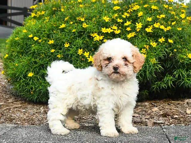 Havapoo dogs for sale: Livvy - Ad 1