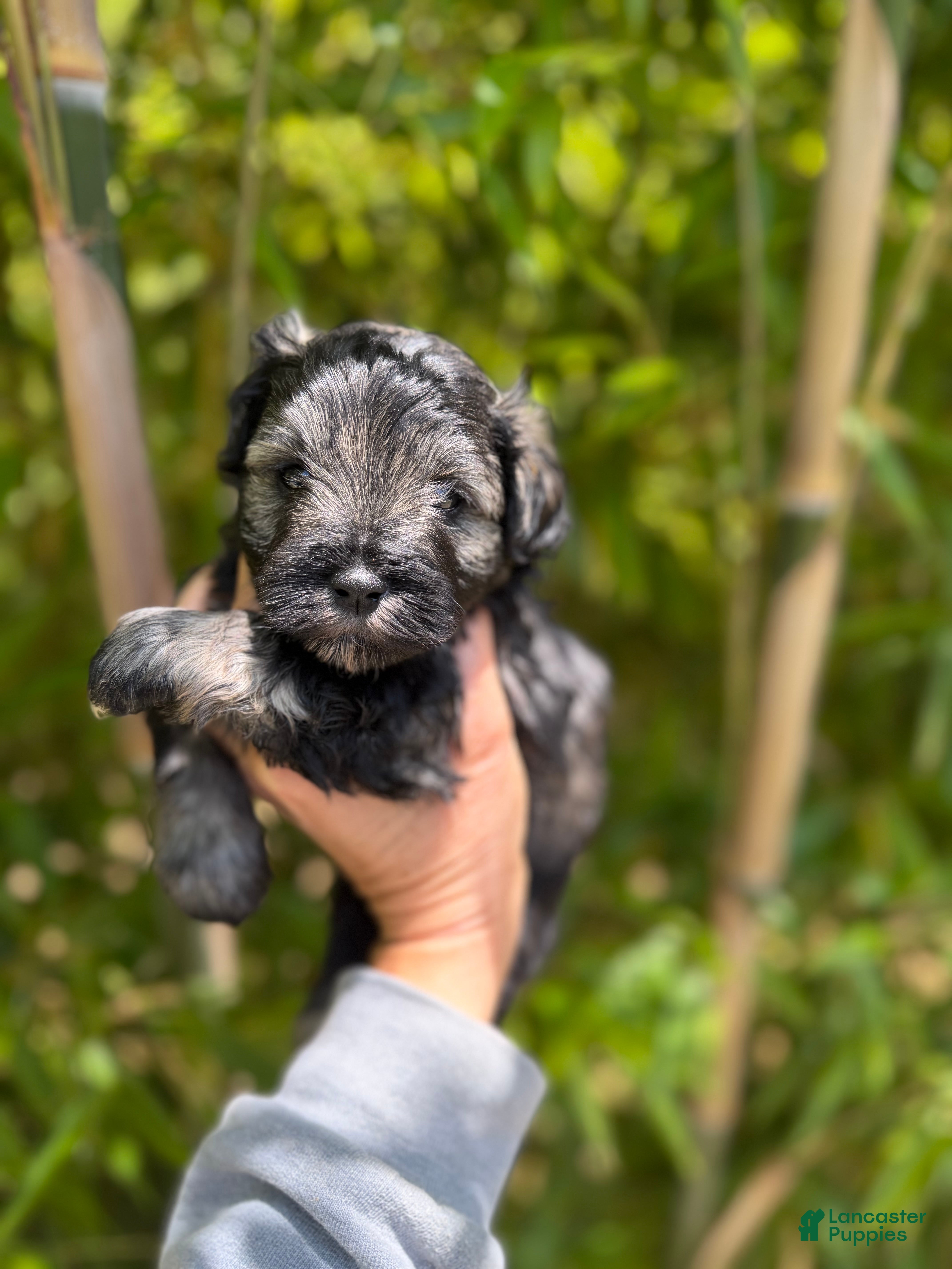 Miniature Schnauzer dogs Miniature Schnauzer Puppy 3 - Ad 28