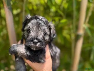 Miniature Schnauzer dogs Miniature Schnauzer Puppy 3 - Ad 36
