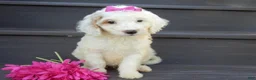 Mini Goldendoodle dogs for sale: Daisy (medium) - Ad 3