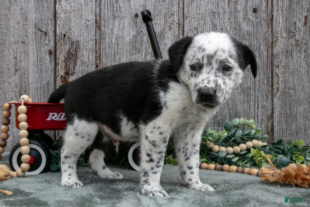 Mixed Breed dogs for sale: Sanders - Ad 3