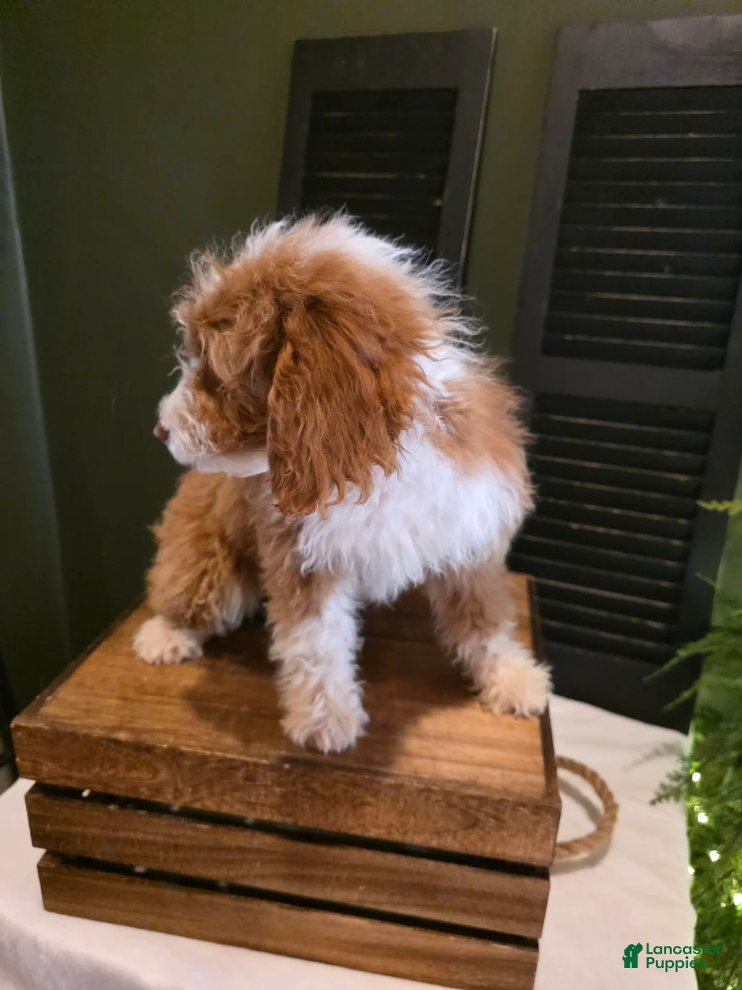 Mini Aussiedoodle dogs for sale: Rosie  - Ad 7