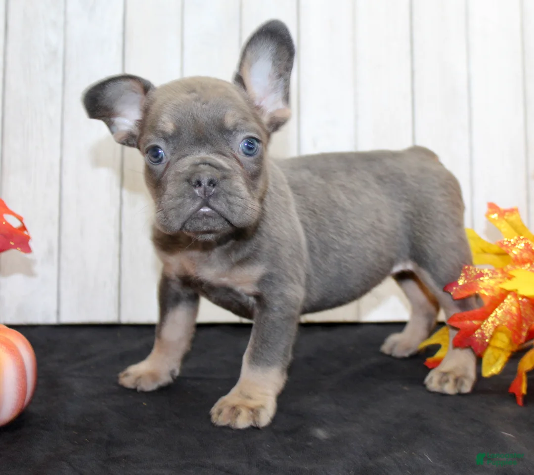 French Bulldog dogs for sale: Gina Female AKC French Bulldog - Ad 7