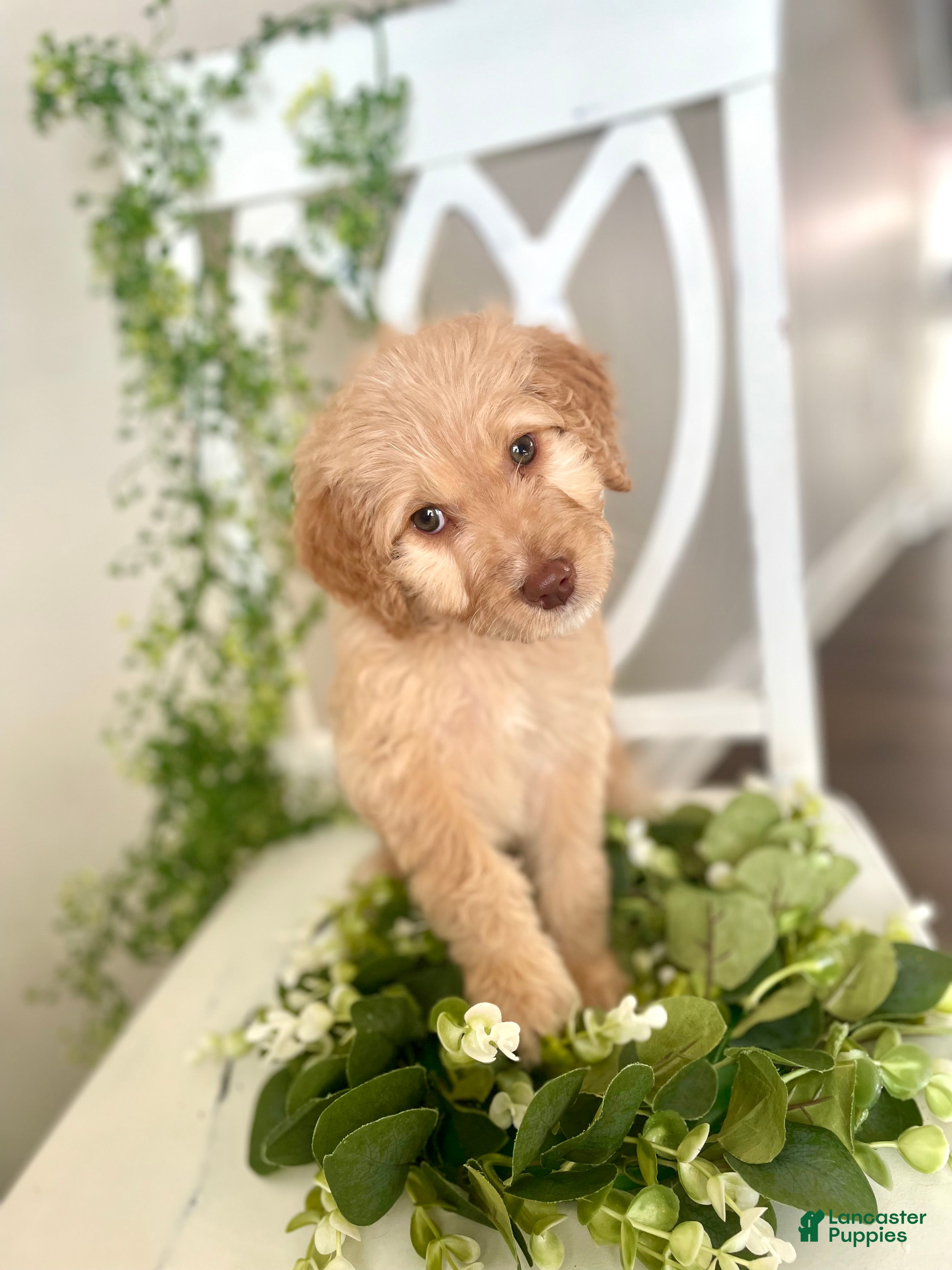 Goldendoodle dogs Ms green - Ad 2
