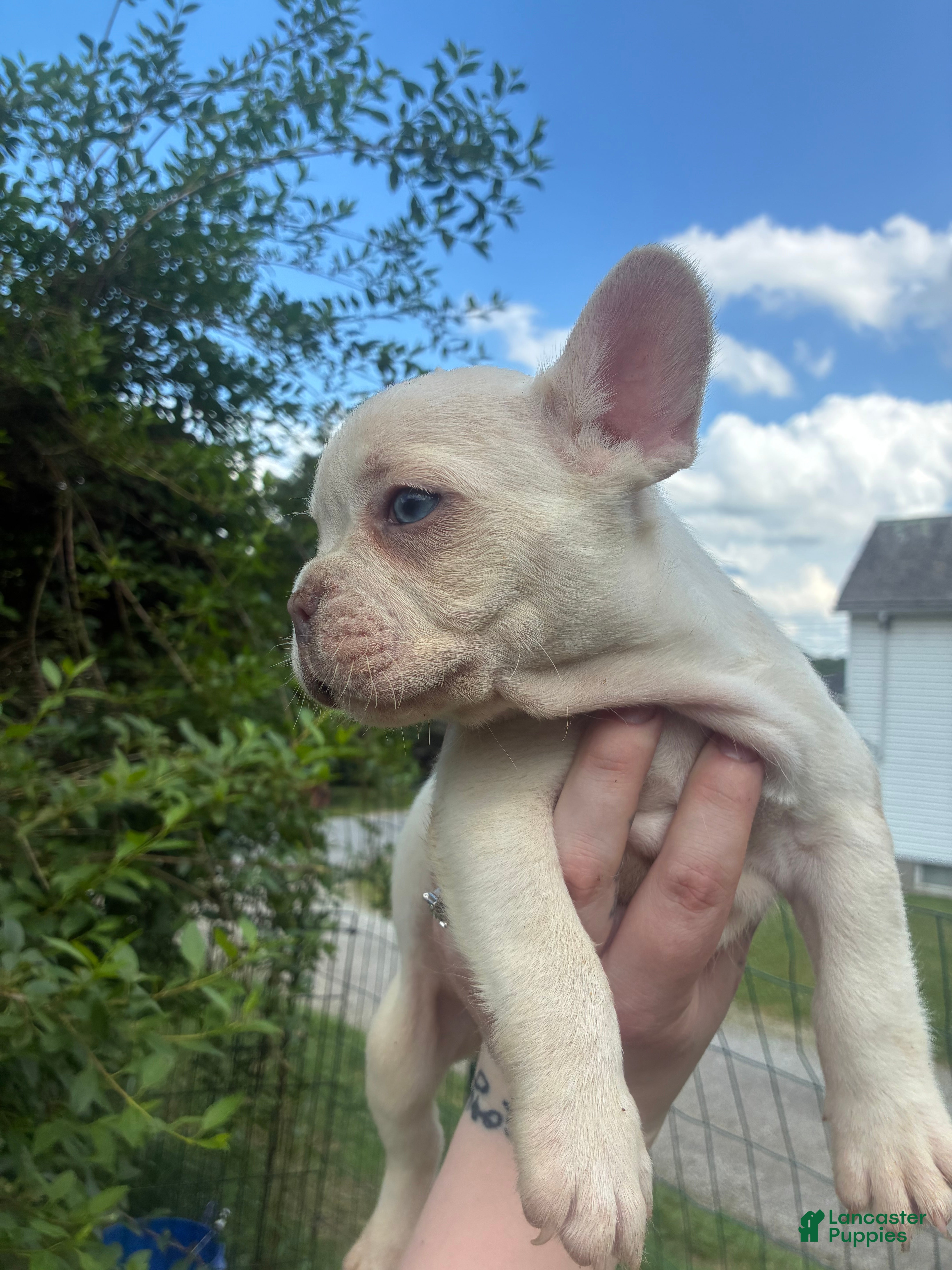 French Bulldog dogs French Bulldog Puppy 6 (standard fur platinum) - Ad 2