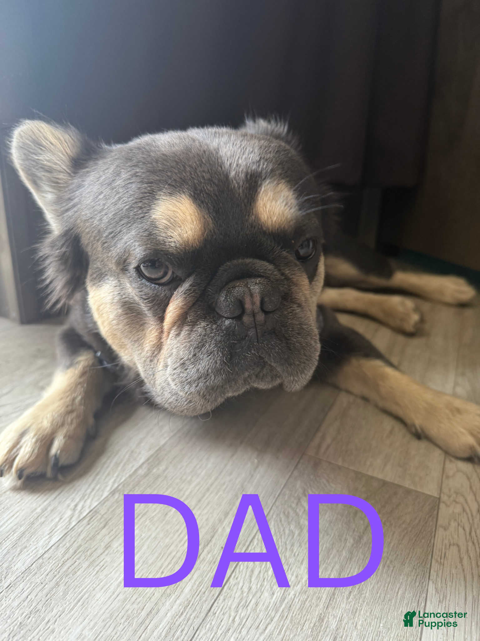 Giz