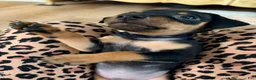 Miniature Pinscher dogs for sale: Leo - Ad 19