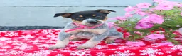 Australian Cattle Dog dogs for sale: Ava  - Ad 3