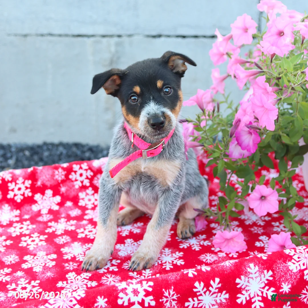 Australian Cattle Dog dogs for sale: Ava  - Ad 3