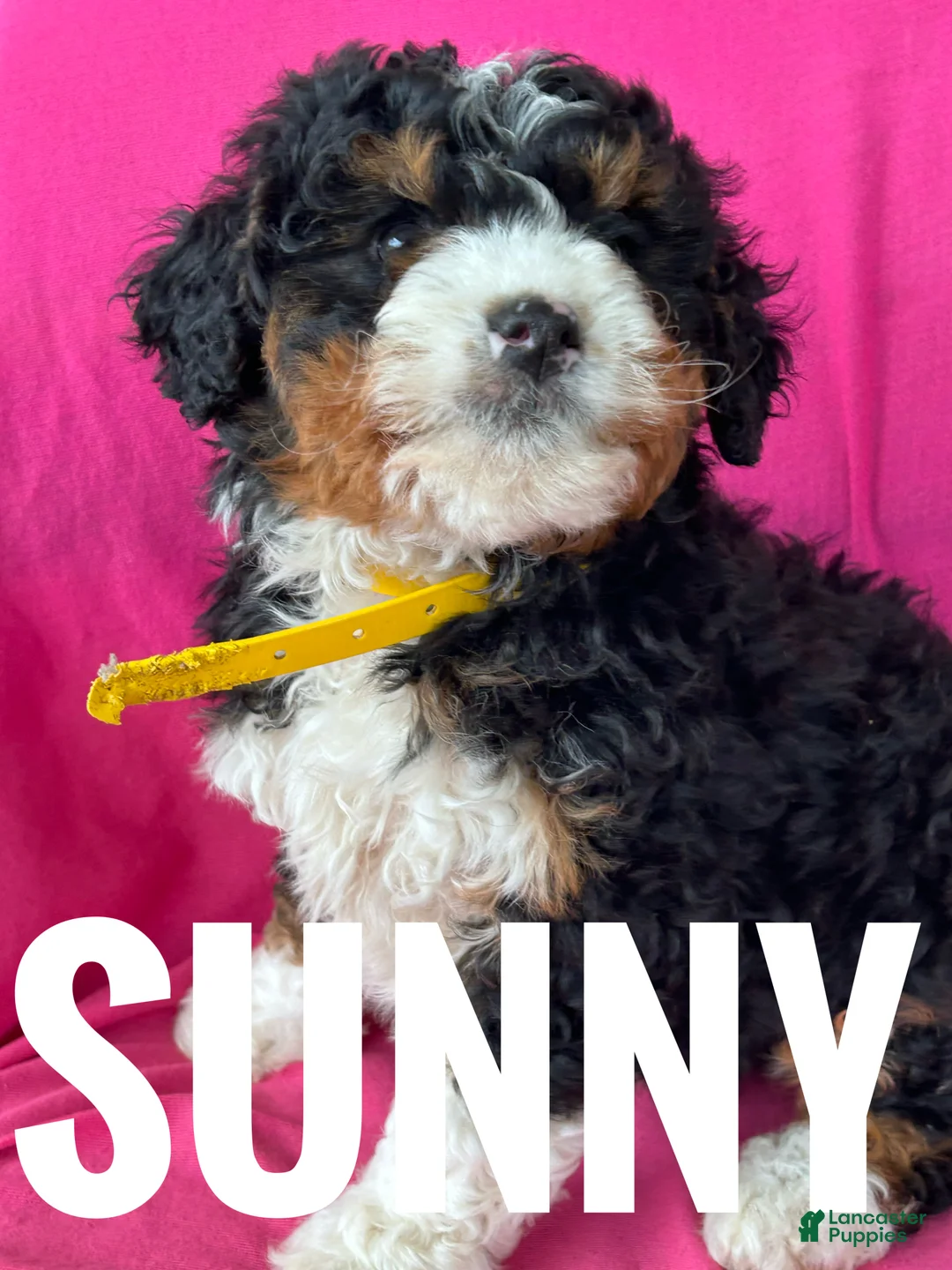 Mini Bernedoodle dogs for sale: SUNNY - Ad 3