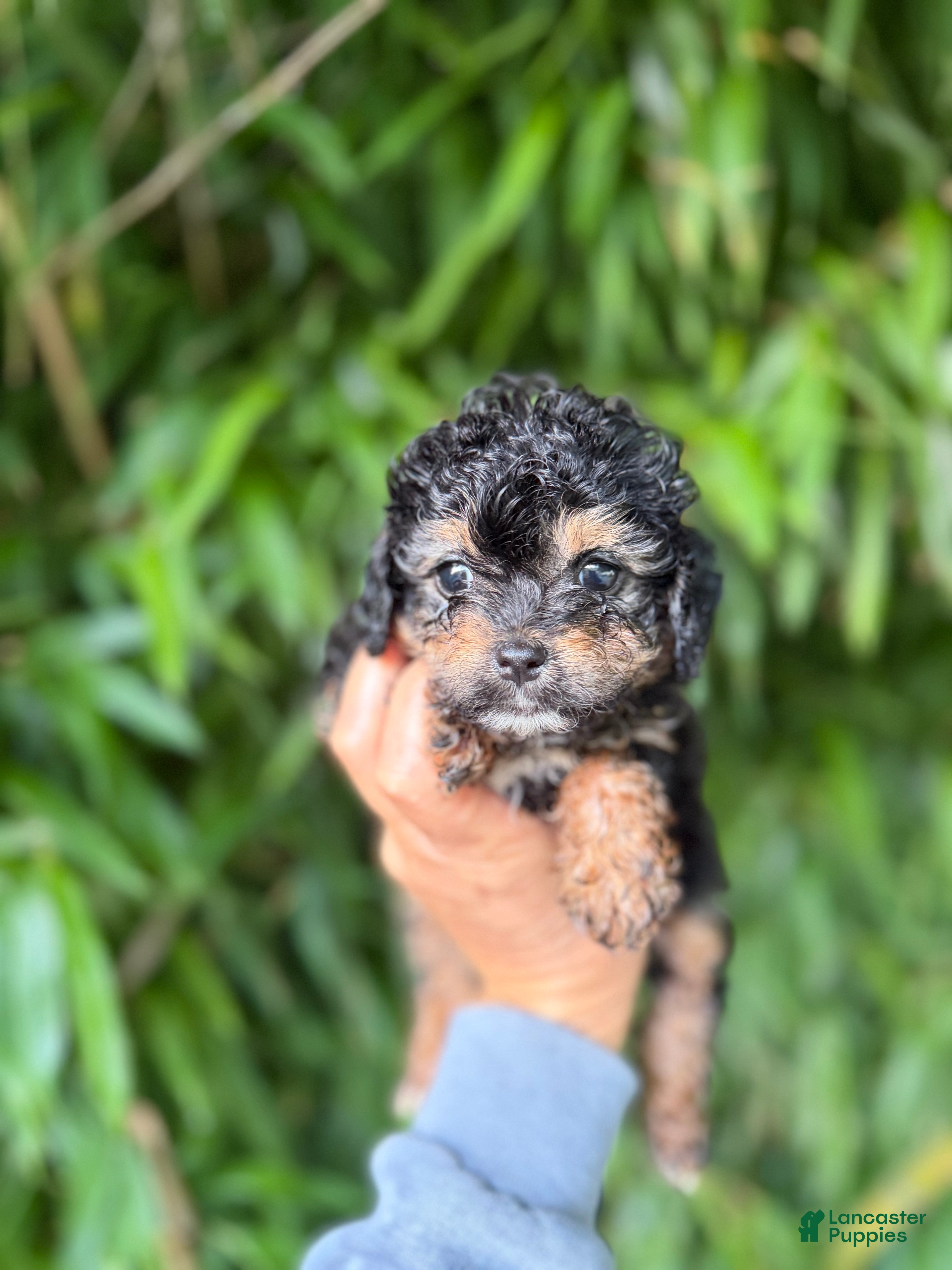 Mixed Breed dogs F1 toy Aussiedoodle Puppy 4 - Ad 23