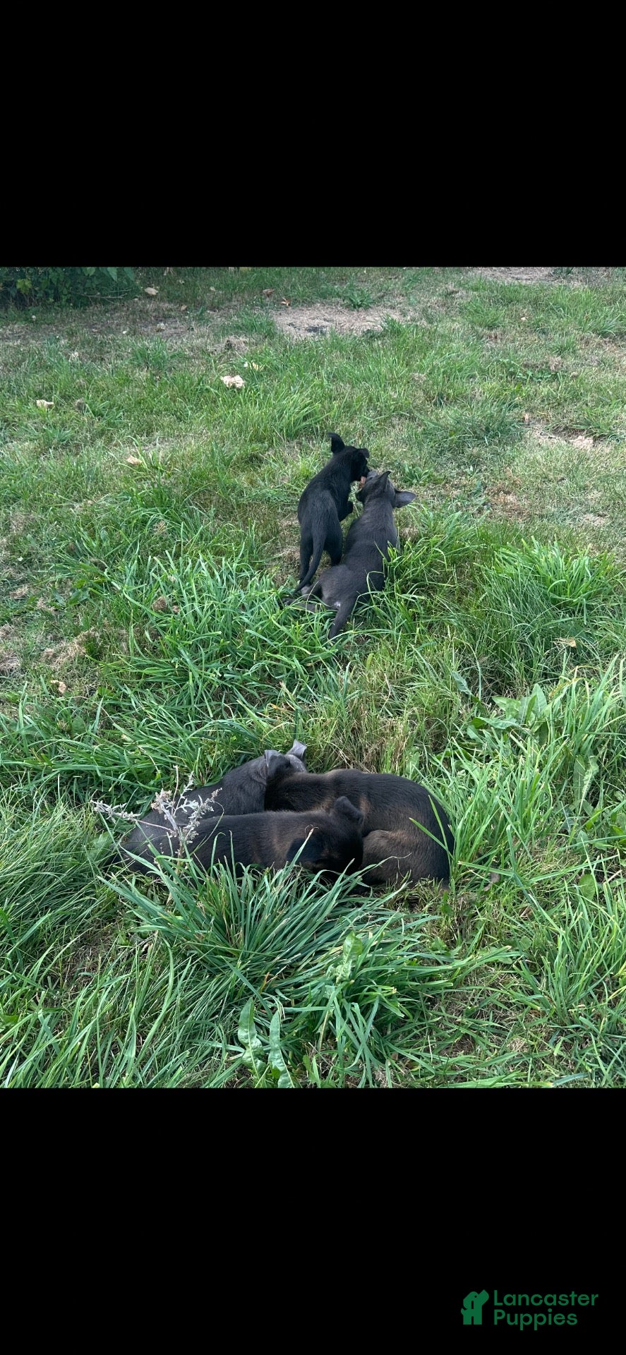 Belgian Malinois dogs for sale: Belgian Malinois 5 - Ad 2