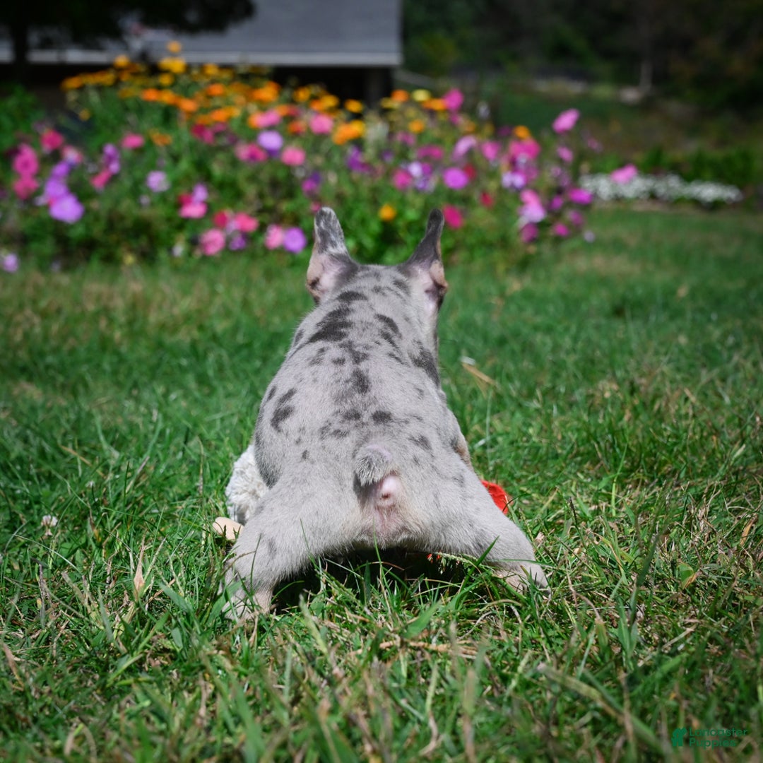 French Bulldog dogs for sale: Cooper - Ad 9