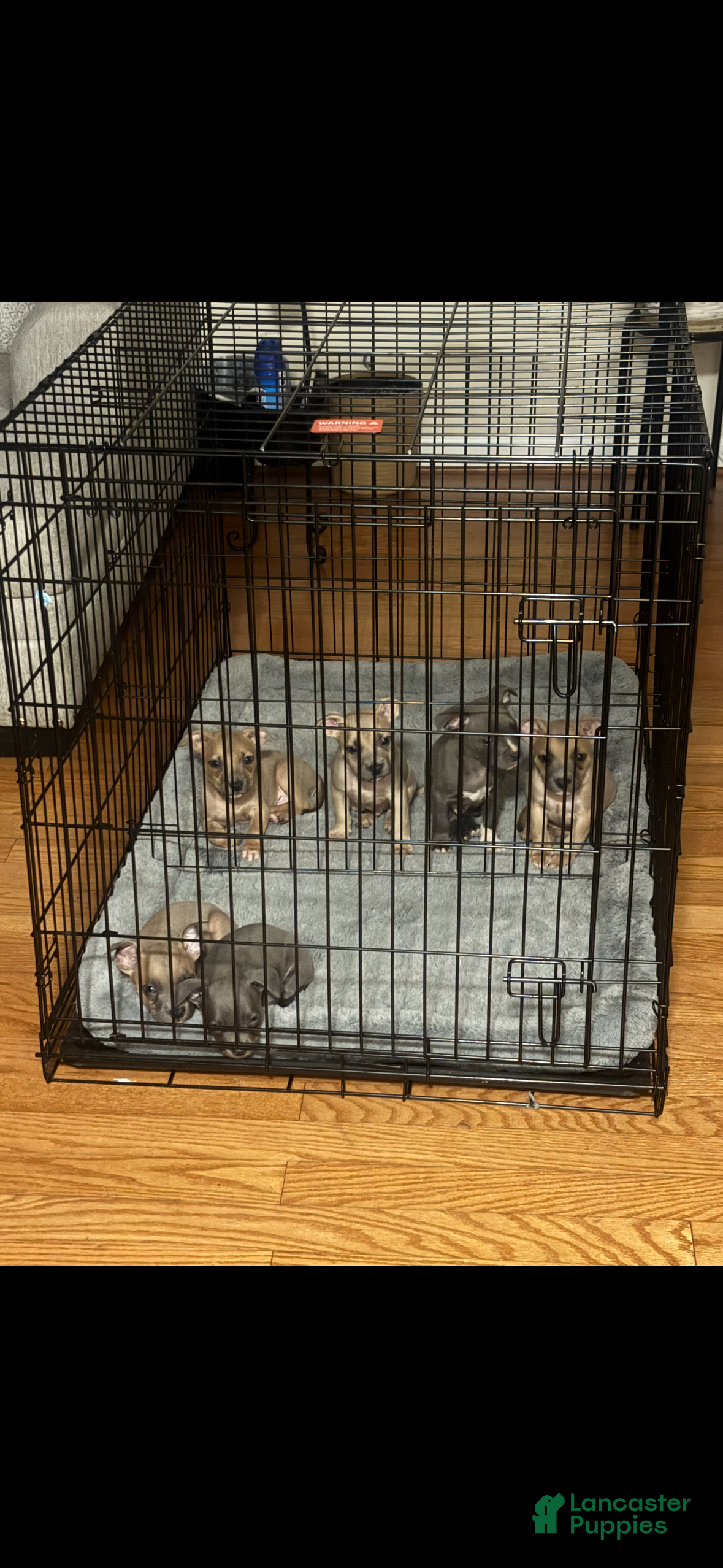 American Bully dogs American Bully  - Ad 41
