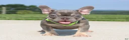 French Bulldog dogs for sale: Hank - Ad 4