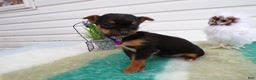 Mixed Breed dogs for sale: Mixed Breed Puppy 3 Trina - Ad 3