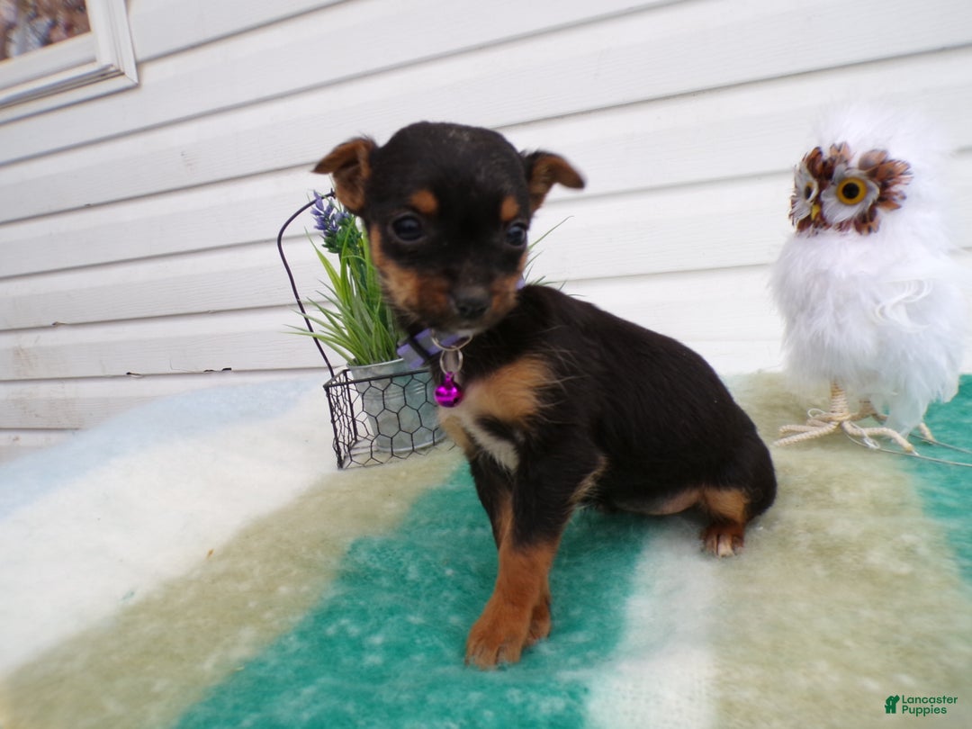 Mixed Breed dogs for sale: Mixed Breed Puppy 3 Trina - Ad 3