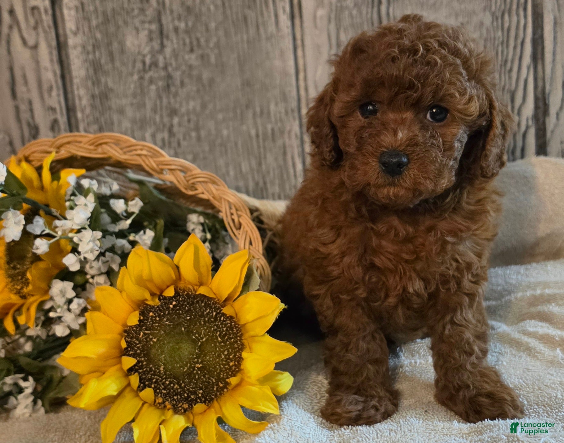Toy Poodle dogs Robin - Ad 2