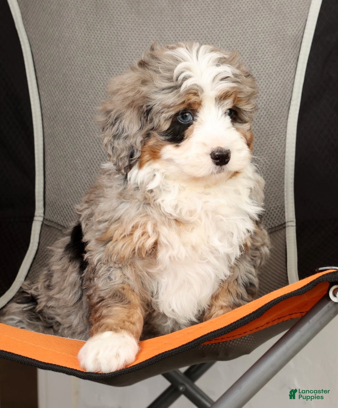 Mini Bernedoodle dogs for sale: Snoop - Ad 9