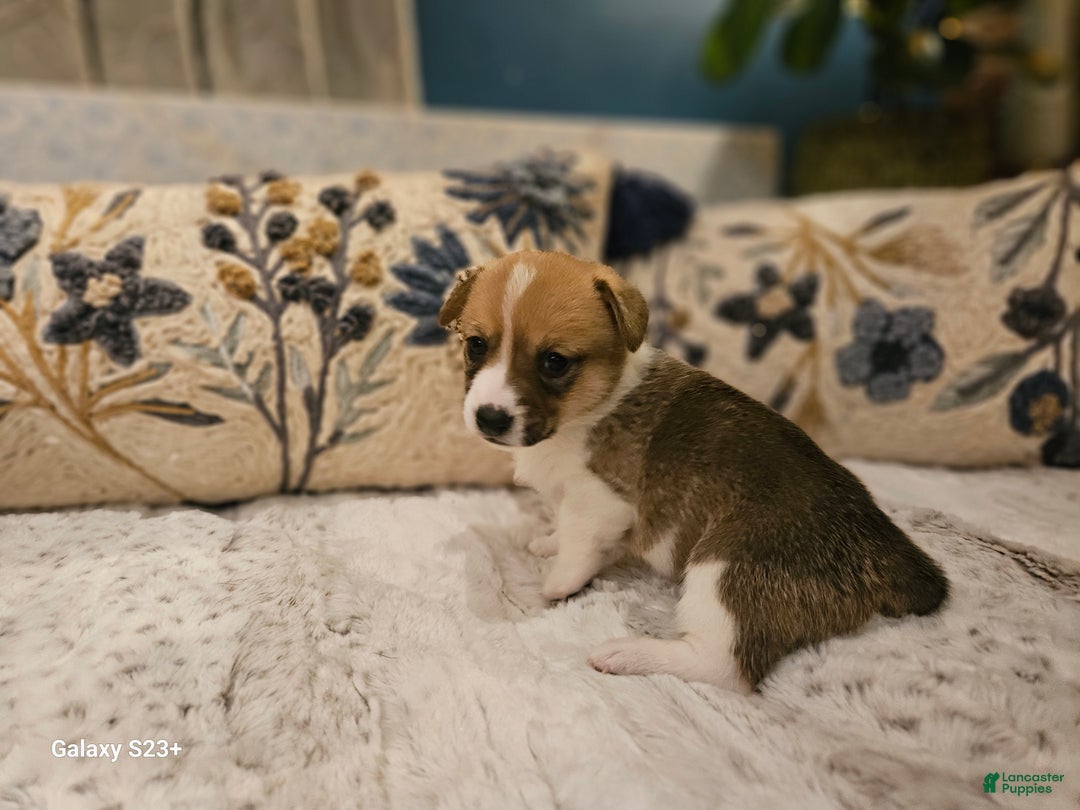 Mixed Breed dogs for sale: Coco - Ad 5