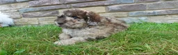 Newfypoo dogs for sale: F1b Ozzy - Ad 3