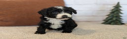 Mixed Breed dogs for sale: Jace - Ad 6