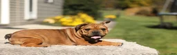 French Bulldog dogs for sale: Olive – Fawn Brindle/White - Ad 9