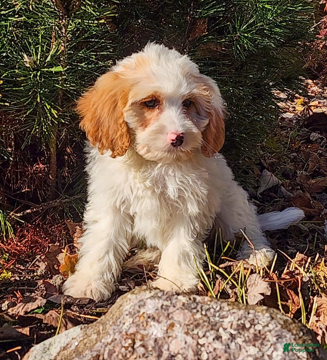 Cavapoo dogs for sale: Selena - Ad 3