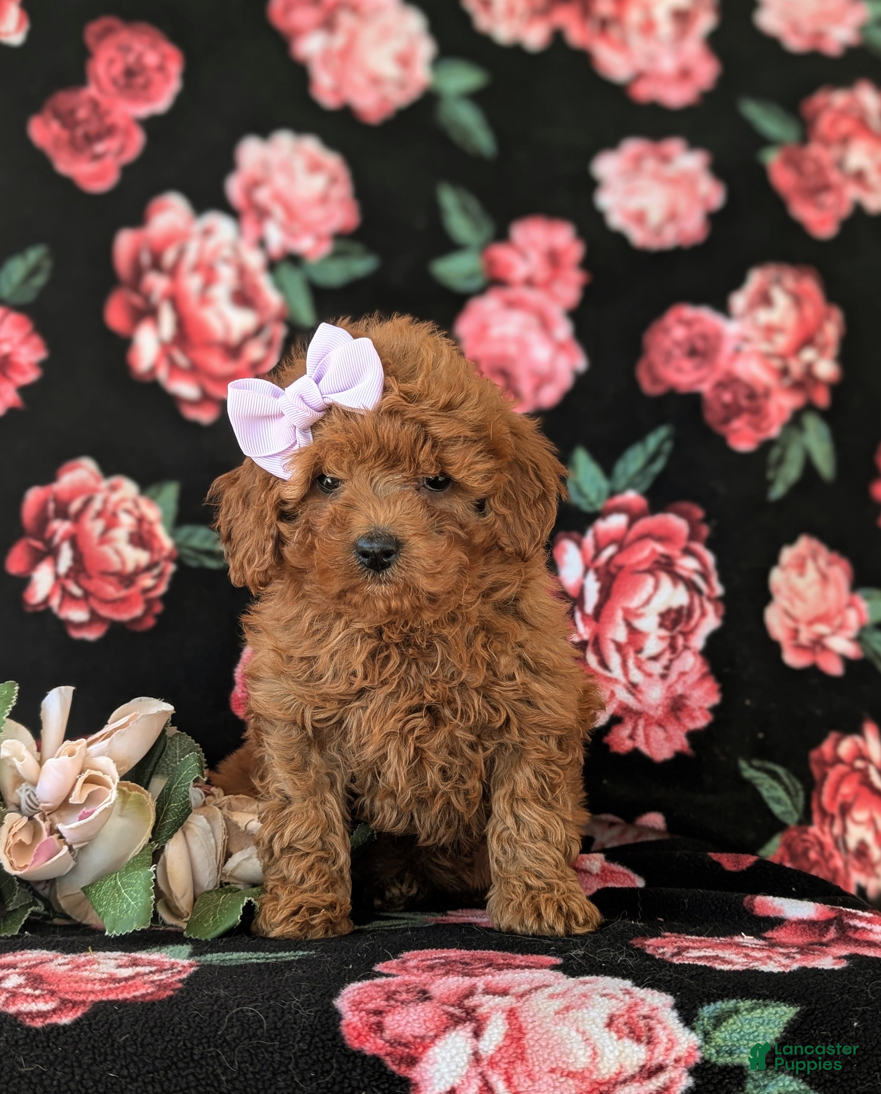 Cavapoo dogs Leandra Hypoallergenic - Ad 2