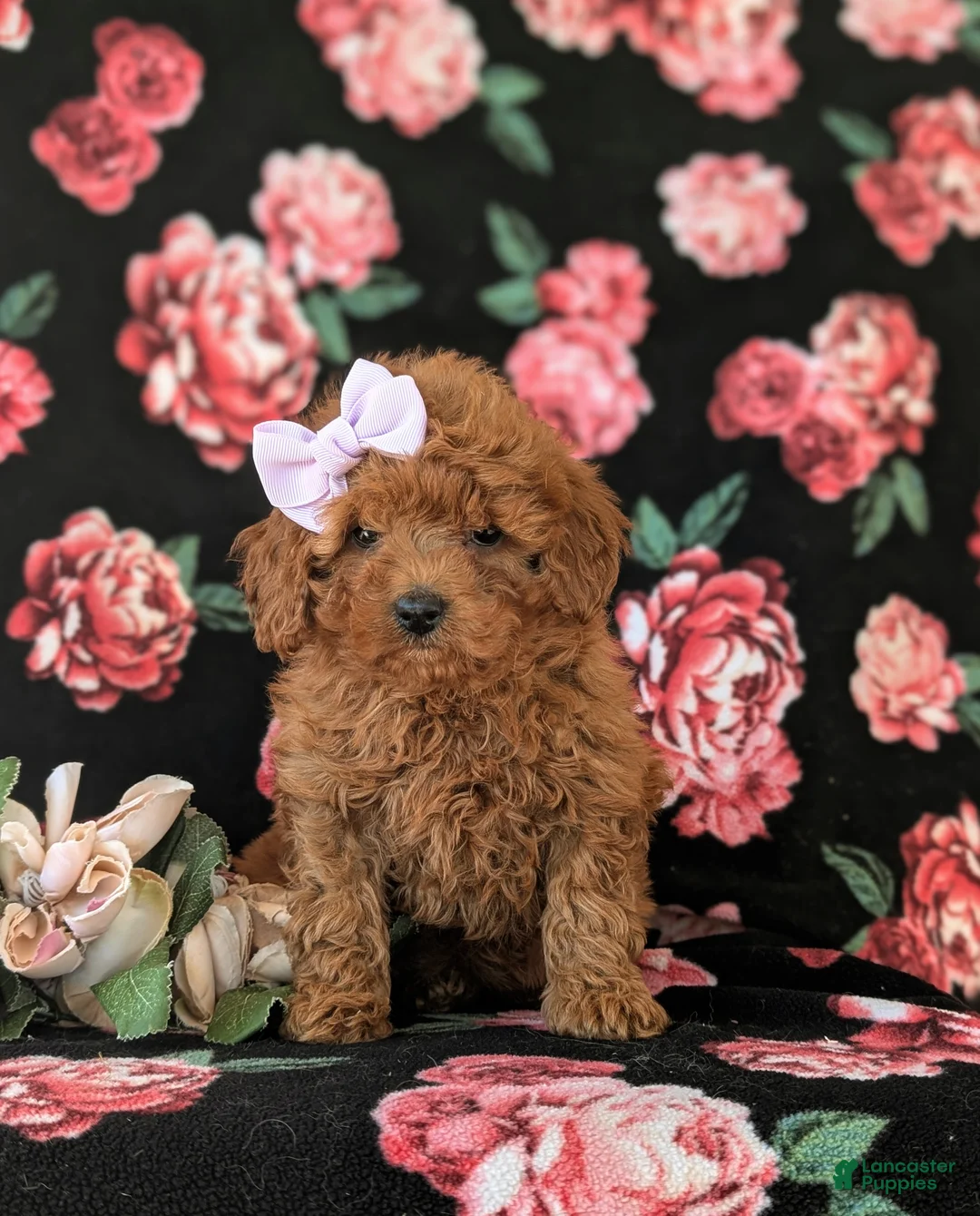 Cavapoo dogs for sale: Leandra Hypoallergenic - Ad 2