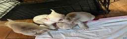 French Bulldog dogs for sale: All white female - Ad 4