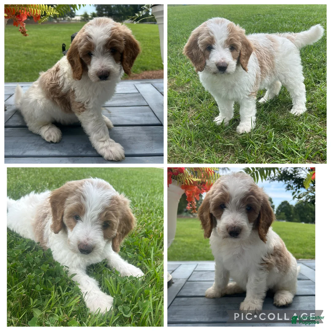 Goldendoodle dogs for sale: Cream/Red Parti Girl - Ad 1