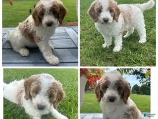 Goldendoodle dogs for sale: Cream/Red Parti Girl - Ad 2