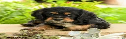 English Cocker Spaniel dogs for sale: Laura - Ad 3