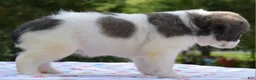 Mixed Breed dogs for sale: Zoey blue pied fluffy  - Ad 16