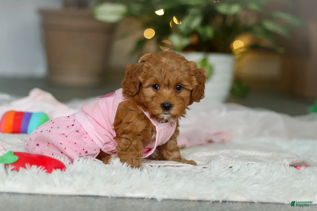 Cavapoo dogs for sale: Maggie - Ad 9