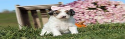 Mini Bernedoodle dogs for sale: Chloe - Ad 7