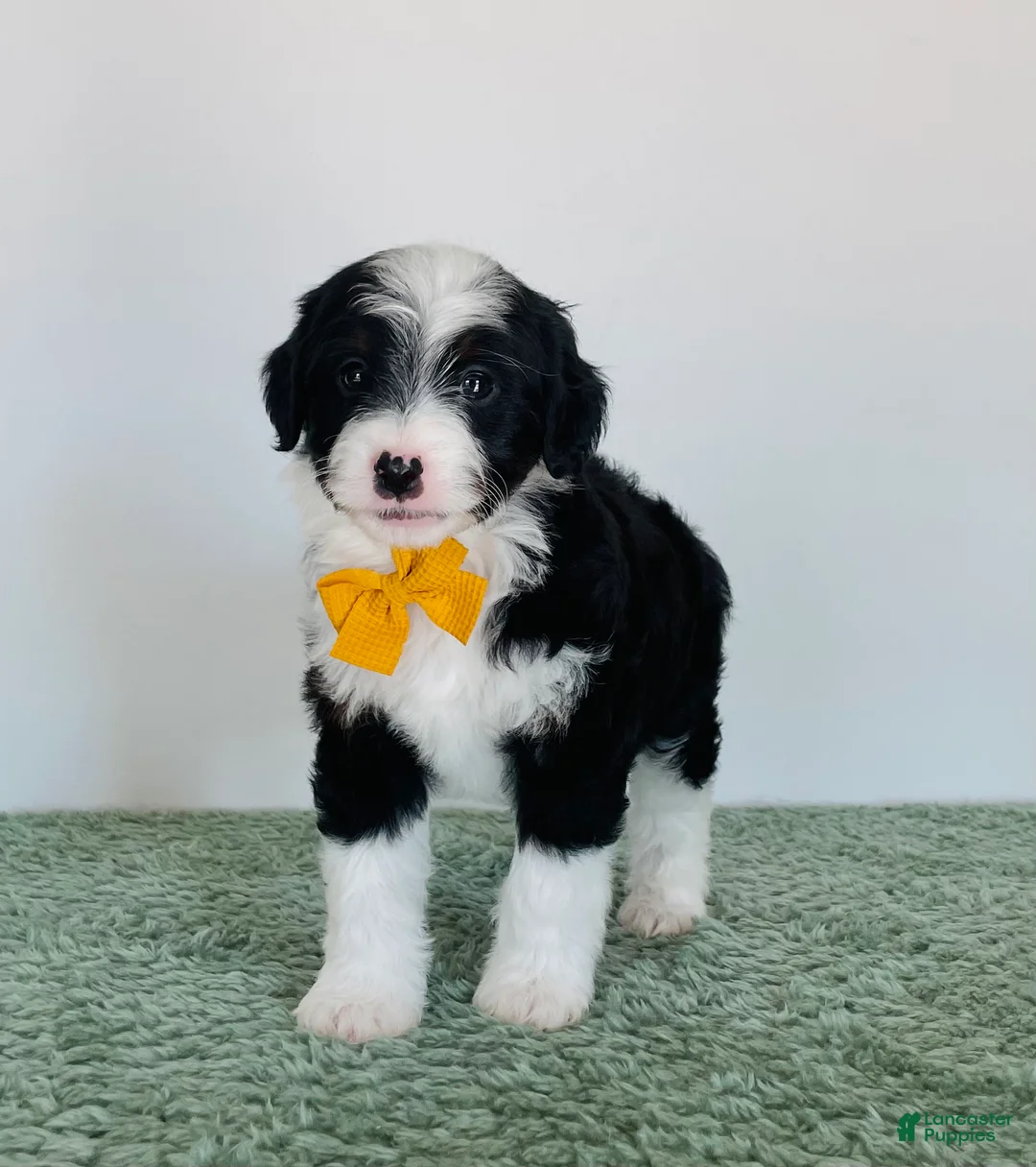 Mini Aussiedoodle dogs for sale: Teddy  - Ad 1