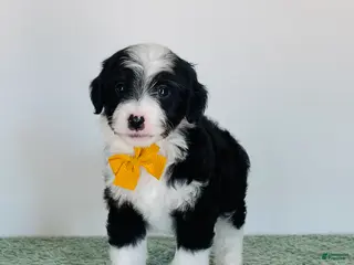 Mini Aussiedoodle dogs for sale: Teddy - Ad 3