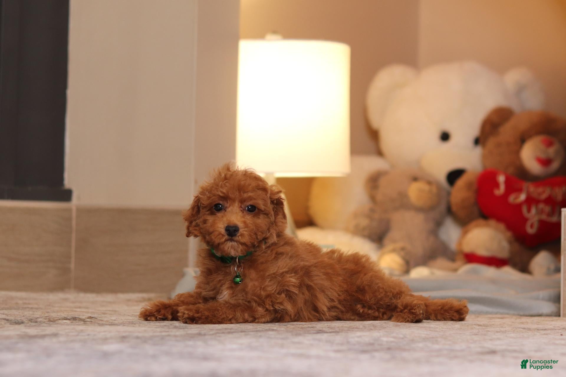 Miniature Poodle dogs Vince(AKC) - Ad 2