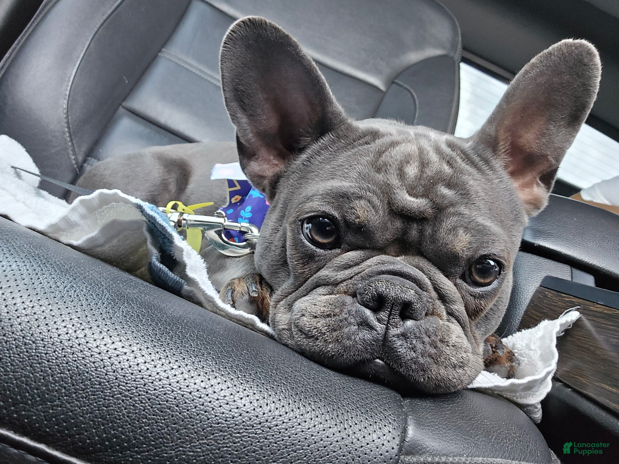 French Bulldog dogs French Bulldog 1 - Ad 22