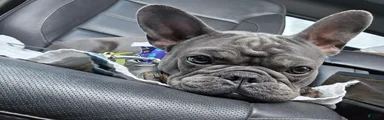 French Bulldog 1