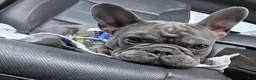 French Bulldog dogs for sale: French Bulldog 1 - Ad 1