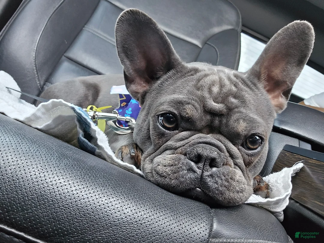French Bulldog dogs for sale: French Bulldog 1 - Ad 1